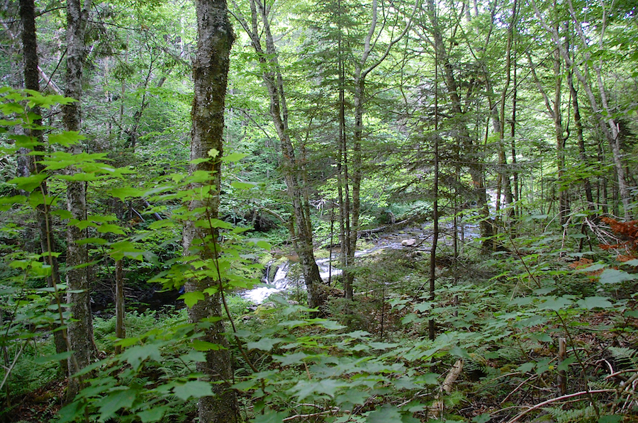 MacPhersons Brook