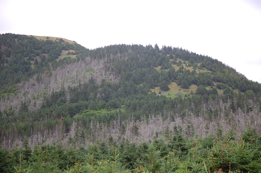 Looking up at Beinn Bhiorach from the Meadows