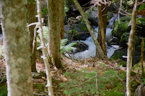 MacPhersons Brook