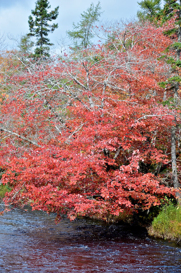 A red tree
