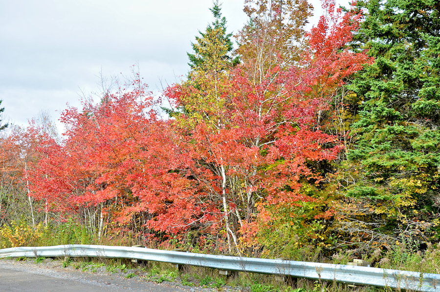 A stand of red trees