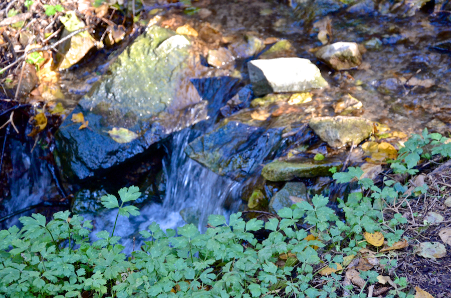 Rill along the trail