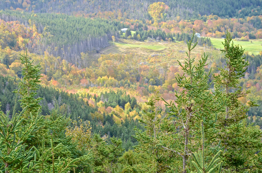 MacDonalds Glen below the trail