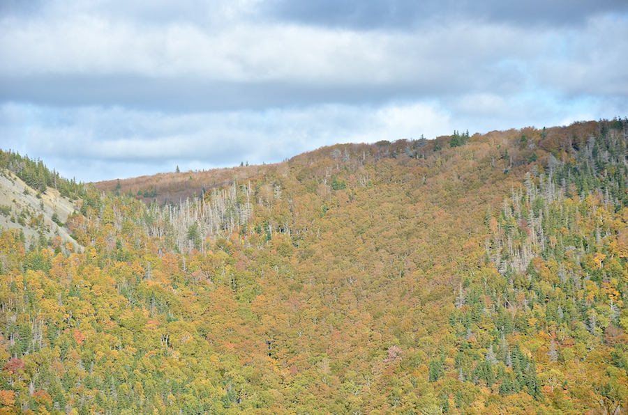 The Cape Mabou Plateau from the Beaton Trail Look-Off: Part 1
