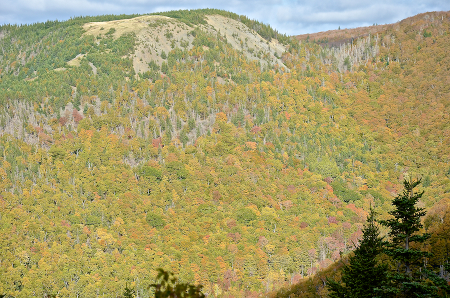 Fall colours on the eastern flanks of Beinn Bhiorach