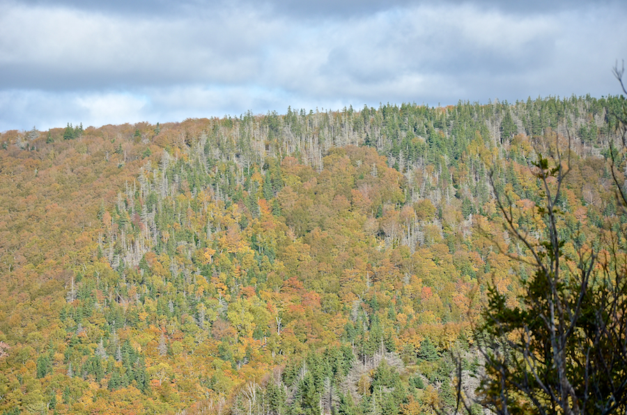 The Cape Mabou Plateau from the Beaton Trail Look-Off: Part 2
