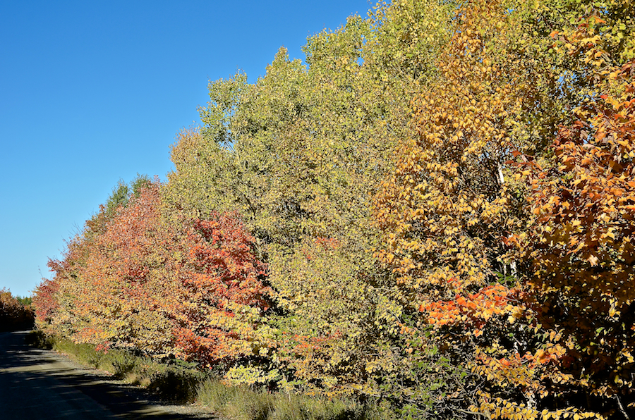 Trees on the south side of the Upper Southwest Mabou Road