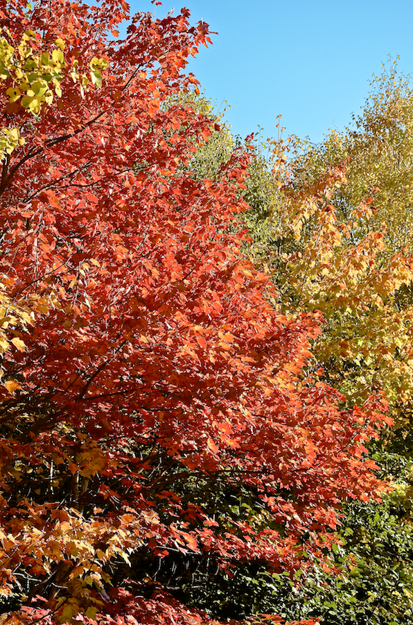 Red tree