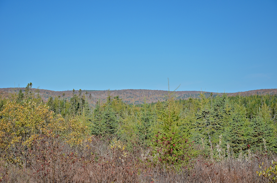 Ridge north of Kewstoke