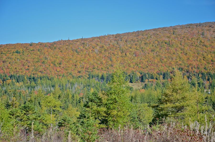 Campbells Mountain Panorama: Part 2