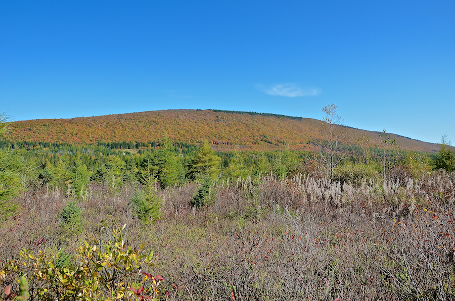 Campbells Mountain