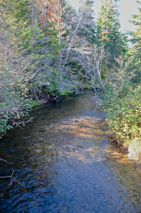 Kewstoke Brook from the bridge on the South Side Roseburn Road