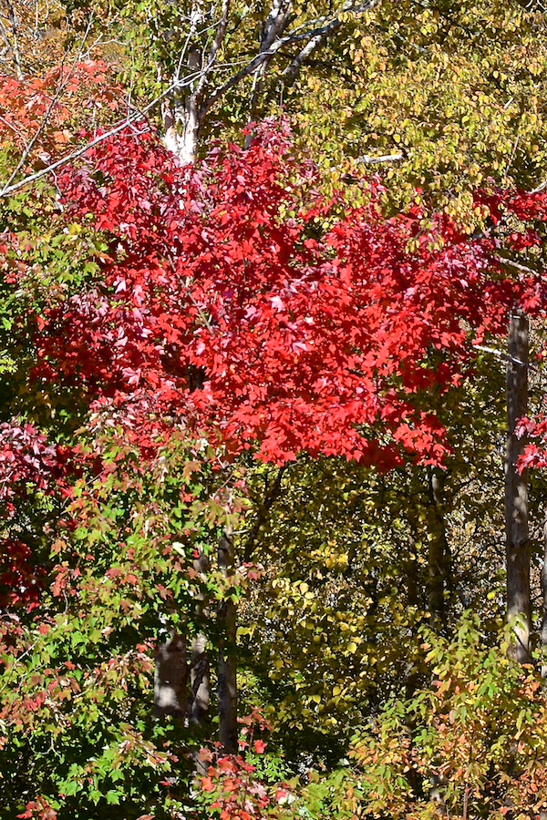 Red tree beside the look-off