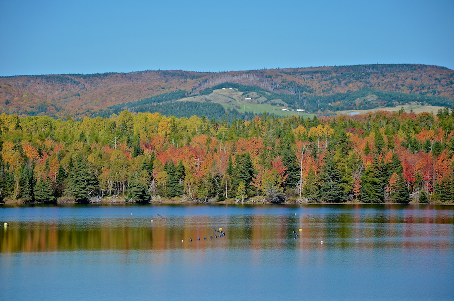 Trees on Murphys Point across Big Cove: Part 1