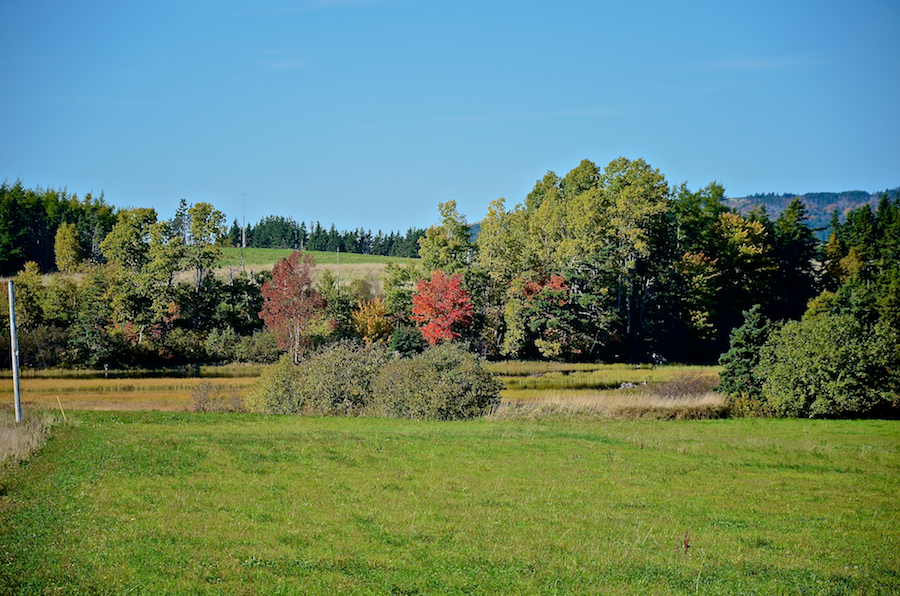 Red tree on Nicholsons Island