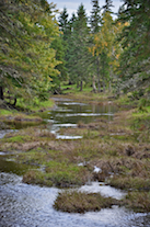 Looking upstream at the bridge over Maple Brook