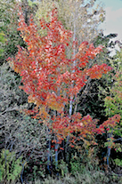 Red tree at Cassells Cove