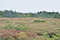 A field east of Big Lorraine