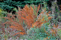 Fern