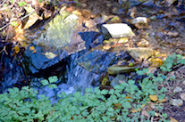 Rill along the trail