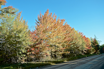 Trees along the Beaton Road