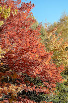 Red tree
