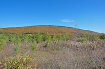Campbells Mountain