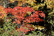 Red leaves along the Whycocomagh Road