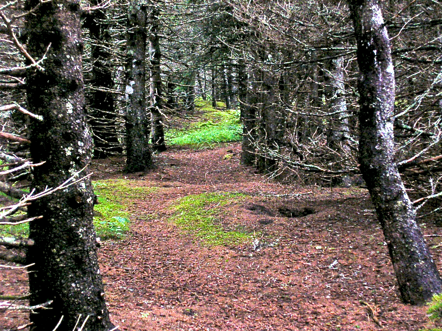 The Acarsaid (Harbour) Trail south of Sams Cove