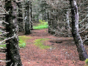 The Acarsaid (Harbour) Trail south of Sams Cove