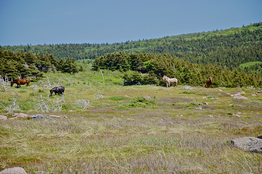 Four horses