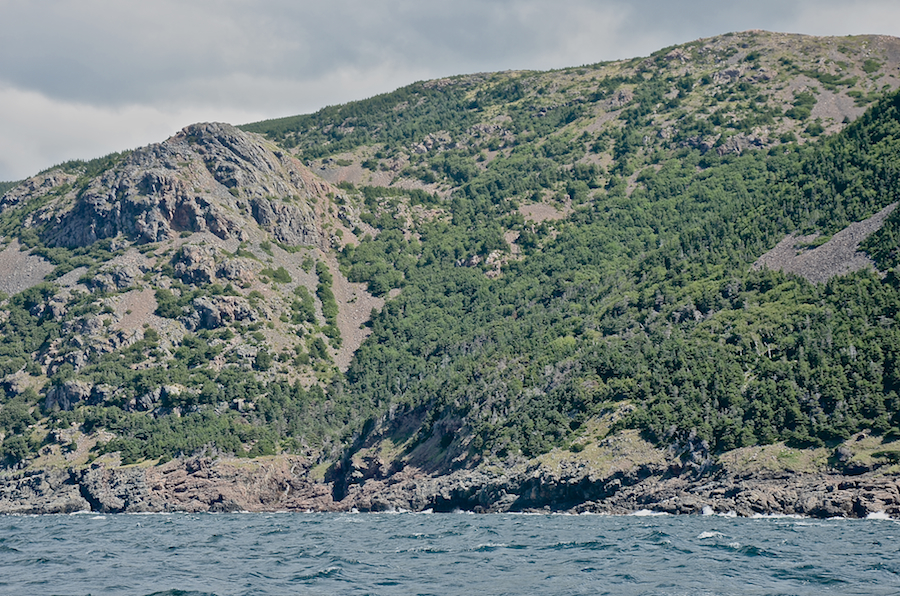 The ridge above the “knuckles”