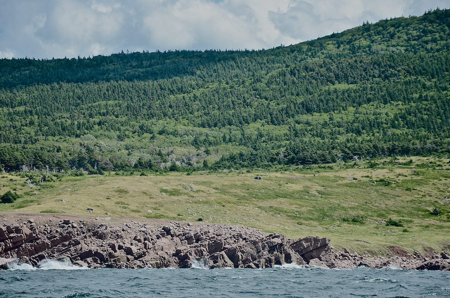 The coastal plain at Lowland Cove, part 1
