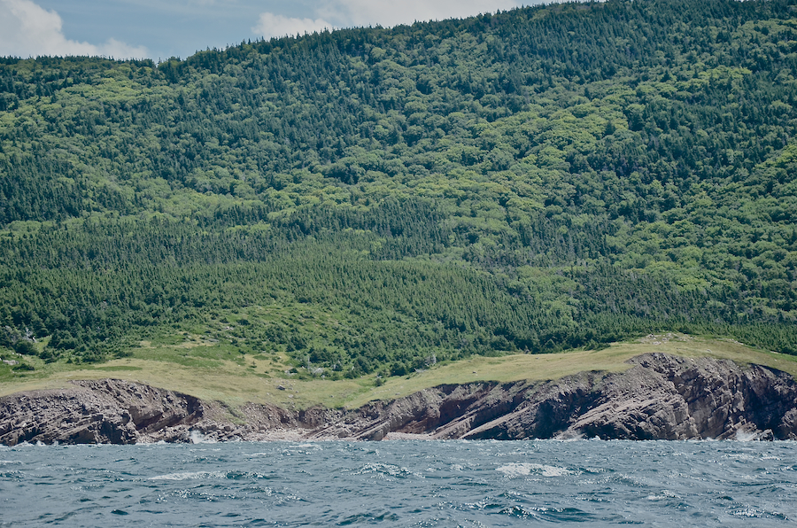 The coastal plain at Lowland Cove, part 3