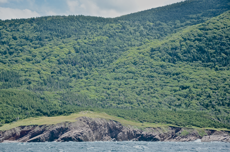 The coastal plain at Lowland Cove, part 4