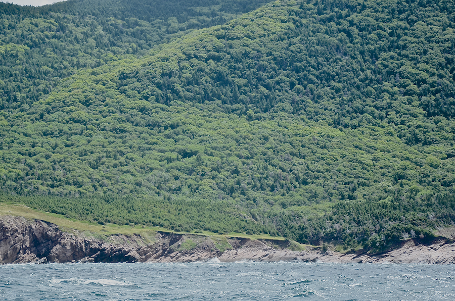 The coastal plain at Lowland Cove, part 5