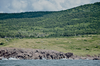 The coastal plain at Lowland Cove, part 1