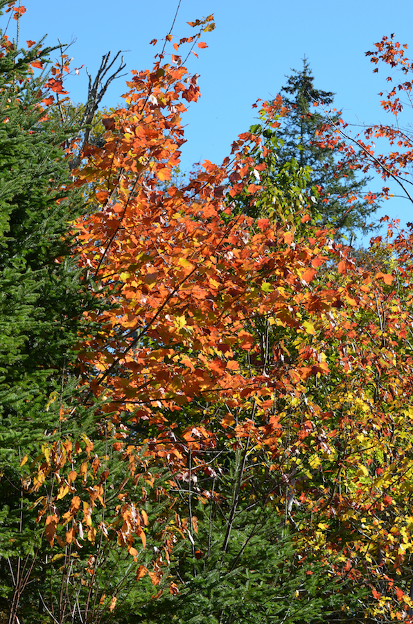 Red/gold tree along the St Ninian Road