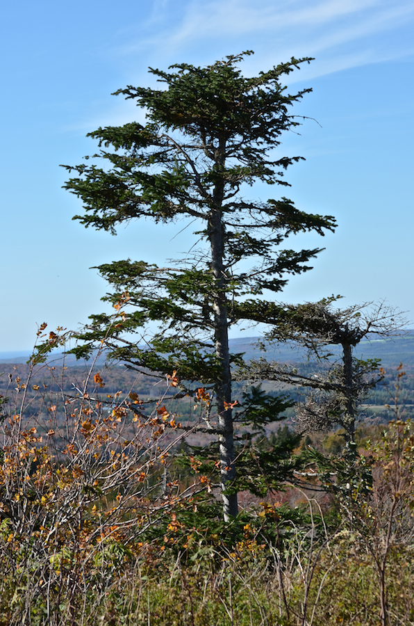 Evergreen on the Churchview Road summit