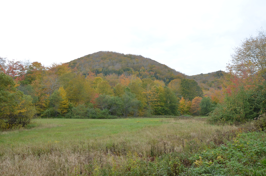 Field near the end of the MacLennan Road