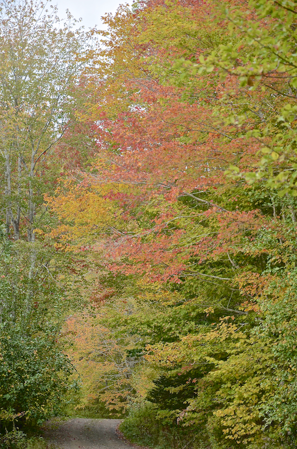 A changing tree beside the MacLennan Road