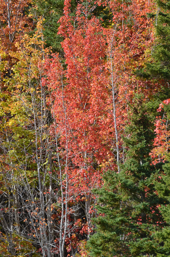 Red tree along the West Lake Ainslie Road