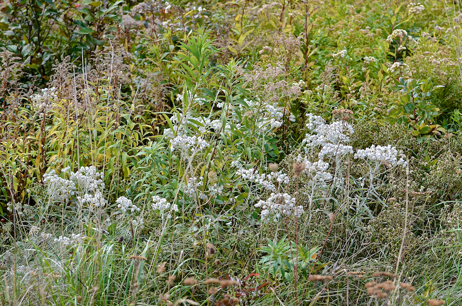 A fall bouquet in the field