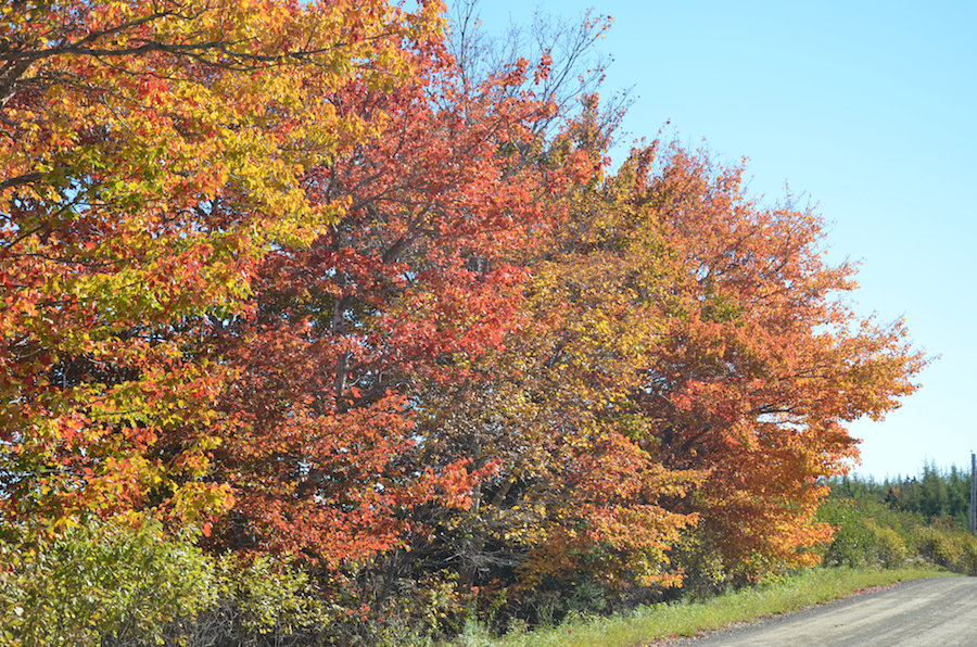 Trees near the Mull River Bridge in Glencoe Mills