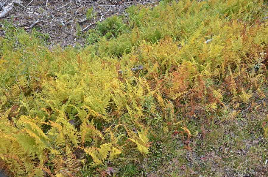 Ferns along the Creignish Mountain Road