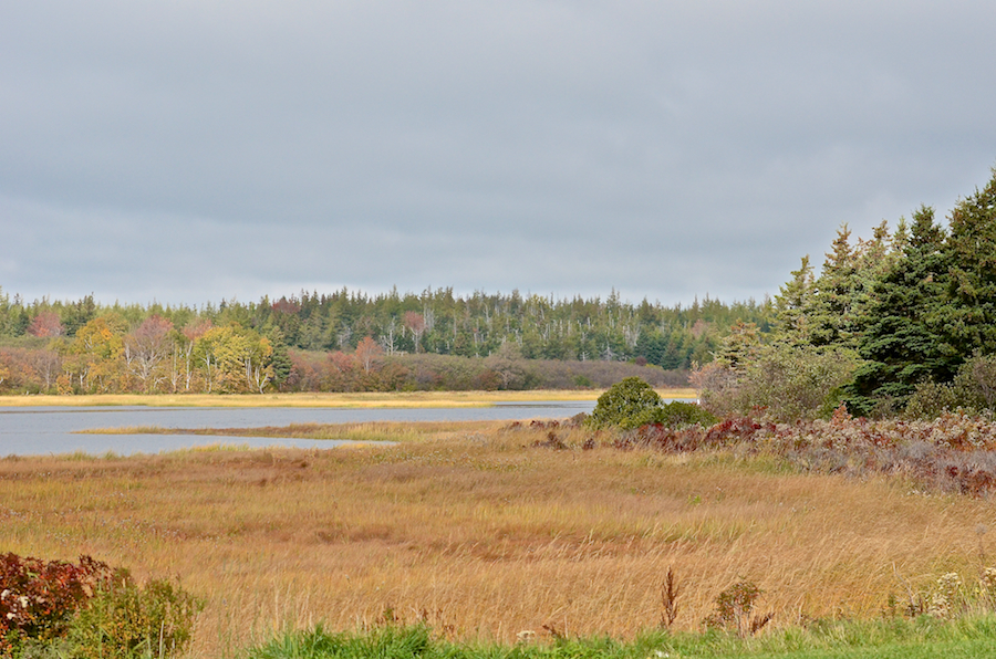Autumn colours along the outflow of Judique Intervale Brook