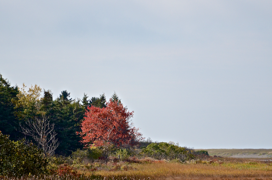 Red tree at Michaels Landing