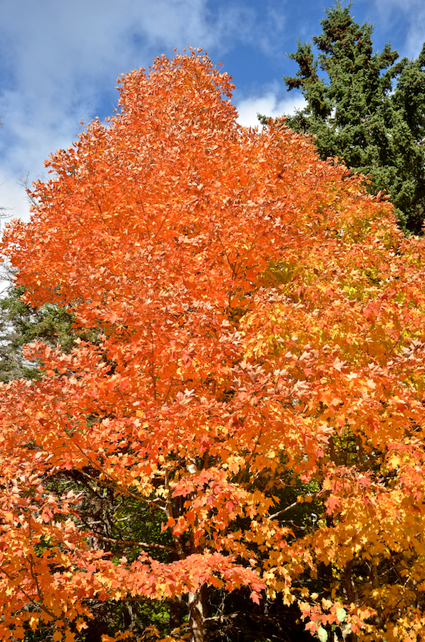 Orange/red and gold!