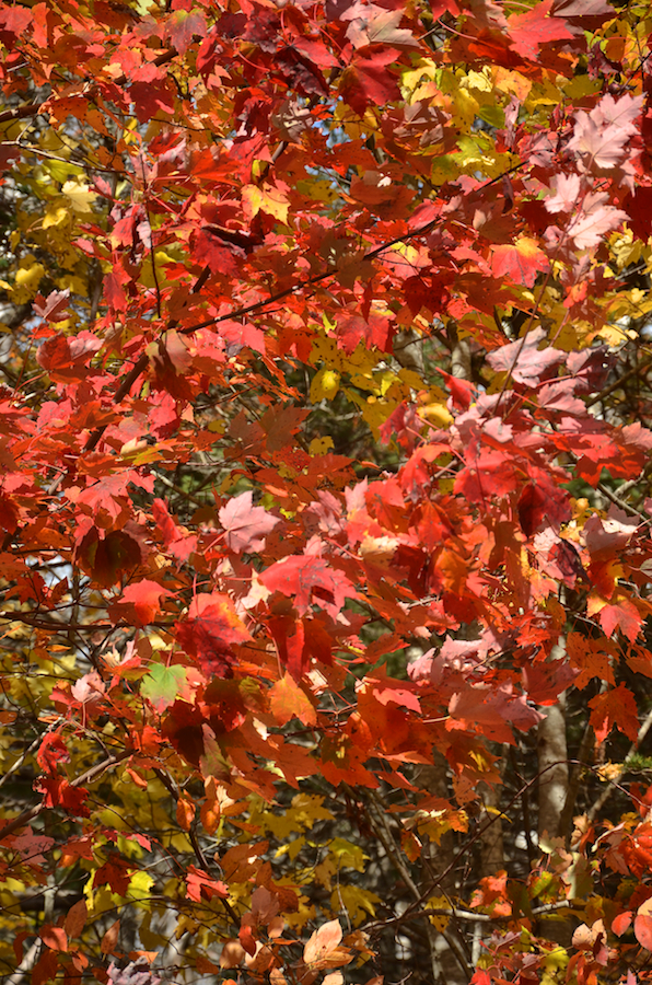 Red leaves