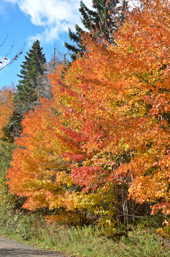 A lovely stand of trees